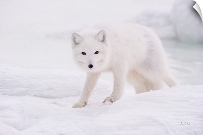 Arctic Fox Approaches Cautiously