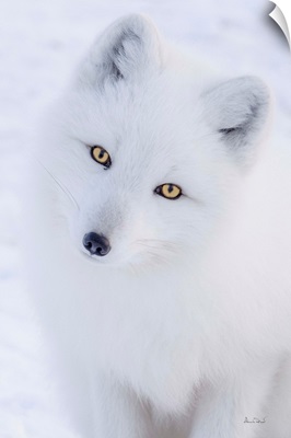 Arctic Fox Curiosity