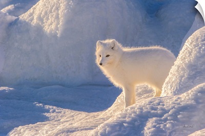 Arctic Fox In Warm Morning Light