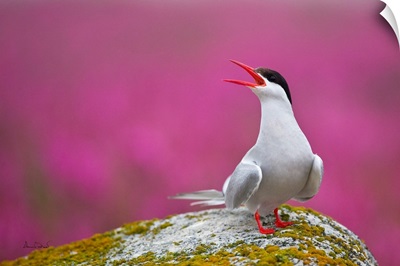 Arctic Tern Calling Out Its Territory