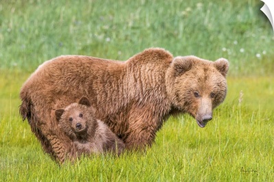 Baby Brown Bear Leans On Mother