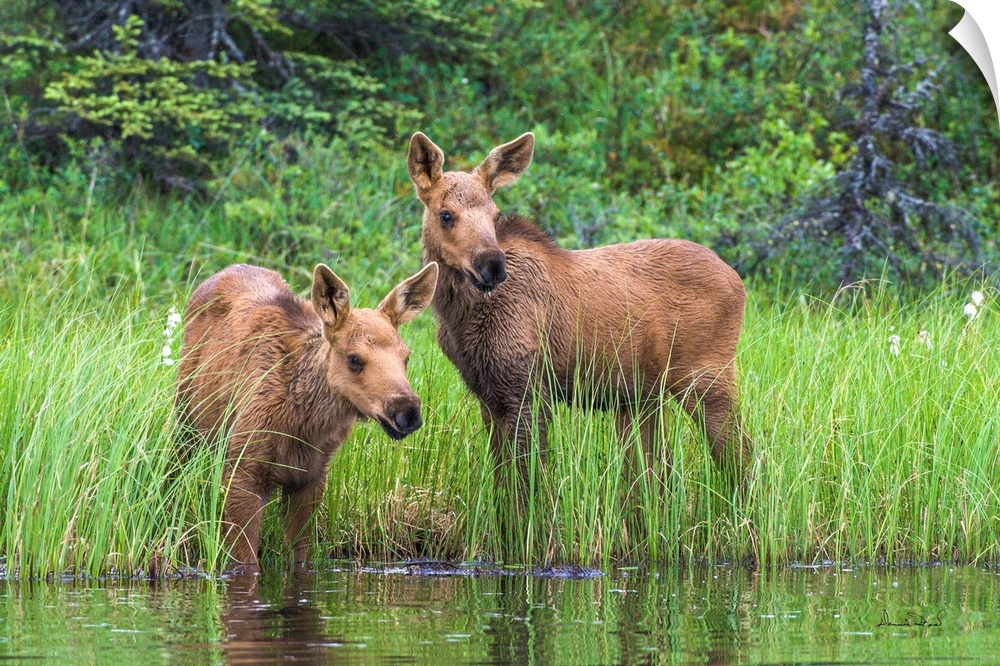 Twin baby moose watching anxiously as mother feeds in the deeper water of a tundra pond, Denali National Park, Alaska, USA.