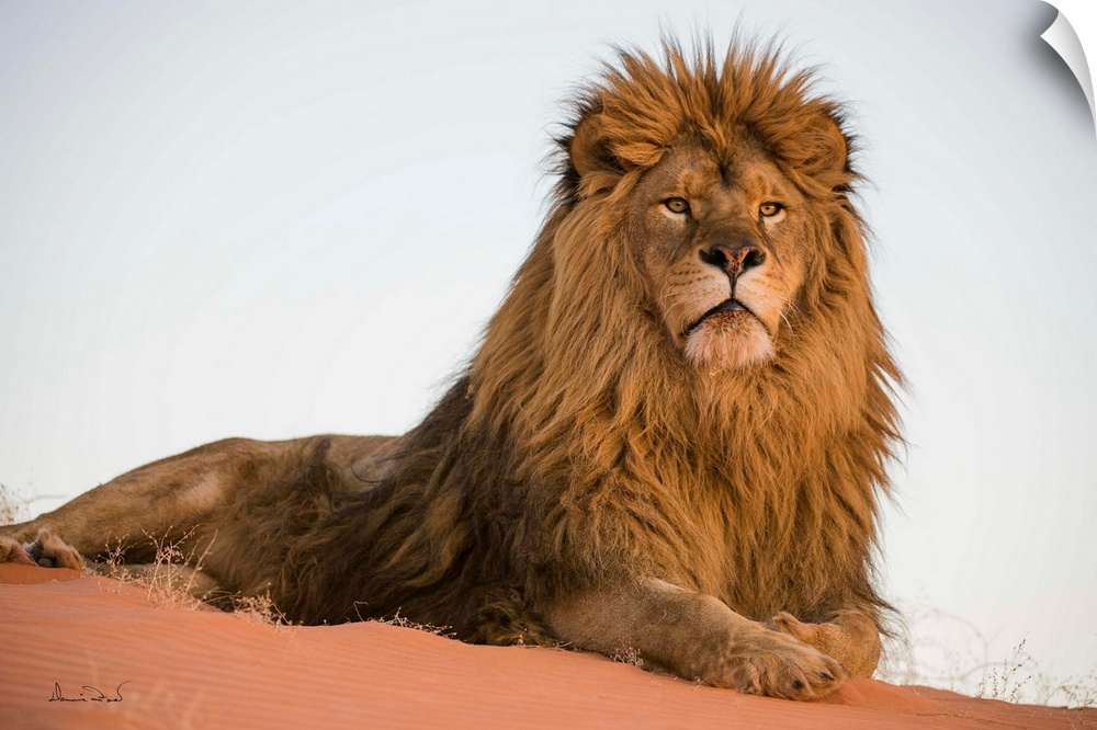 Magnificent and rare captive male Barbary lion (Panthera leo leo), posing regally in Monument Valley, Arizona, USA. Native...