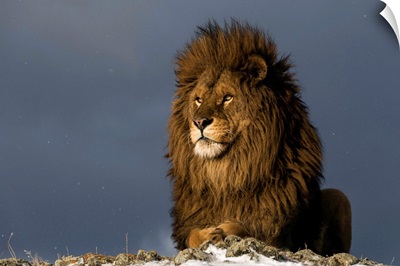 Barbary Lion With Approaching Snow Storm