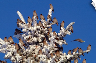 Bohemian Waxwings Decorate A Spruce Tree Covered In Hoarfrost