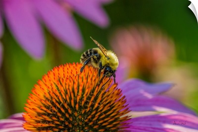 Bumblebee Pollinator