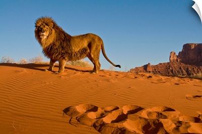 Captive Barbary Lion In Monument Valley