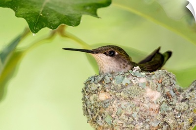 Female Ruby-Throated Hummingbird On Her Nest