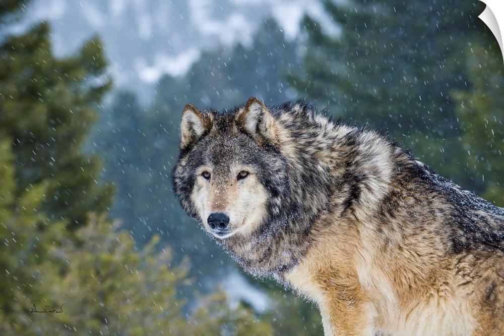 Captive Grey Wolf (Canis lupus)  posing in its environment during a snow squall.
