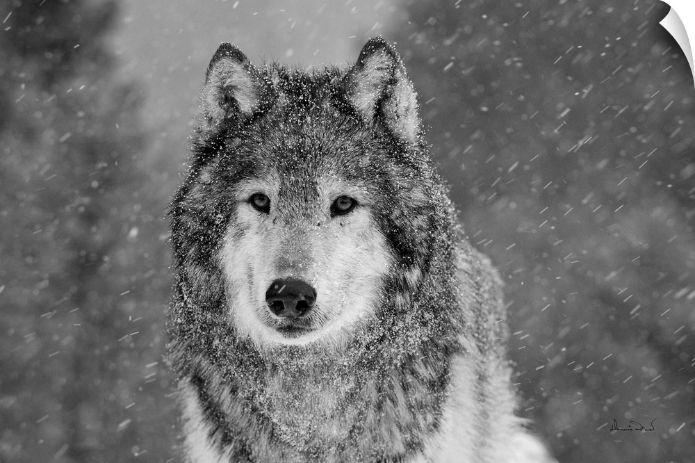 Black & White of captive Grey Wolf (Canis lupus)  posing in its environment during a snow squall.