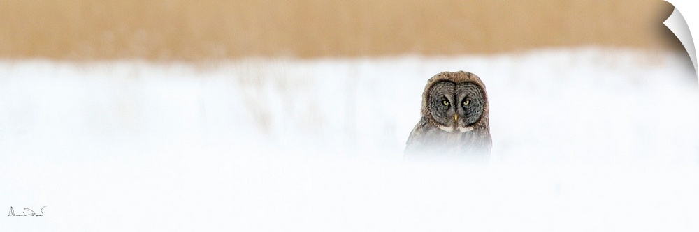 Great Grey Owl (Strix nebulosa) hunting in snow storm conditions near Lac du Bonnet, Manitoba, Canada.