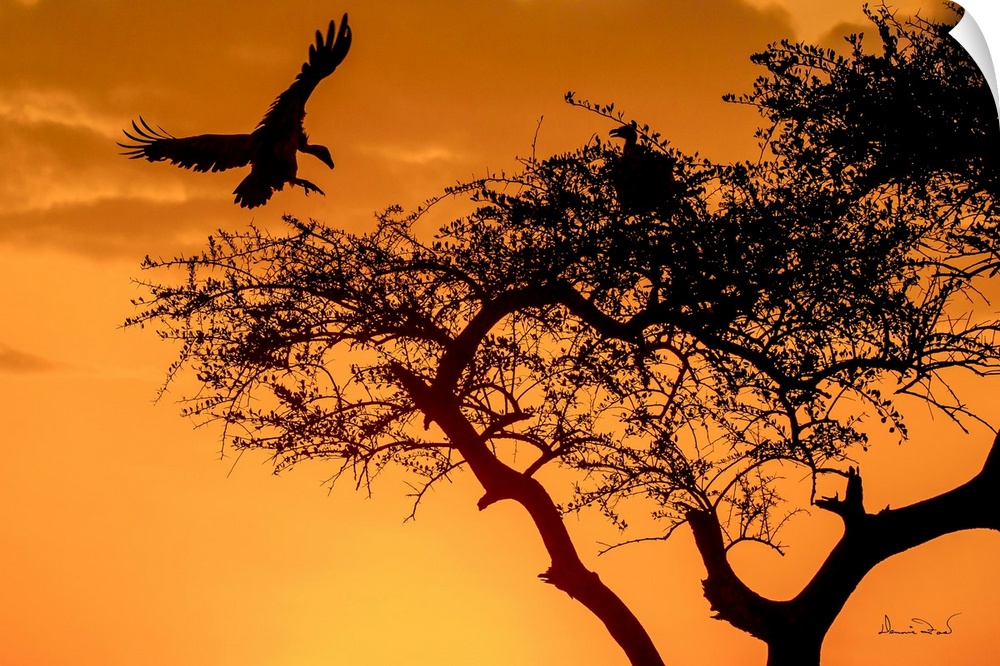 Griffon vultures landing at sunset  to roost for the night in the Masai Mara, Kenya, Africa.