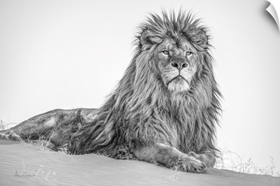 King Of The Desert Male Barbary Lion