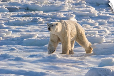 Large Male Polar Bear Arrives On Fresh Blue Sea Ice