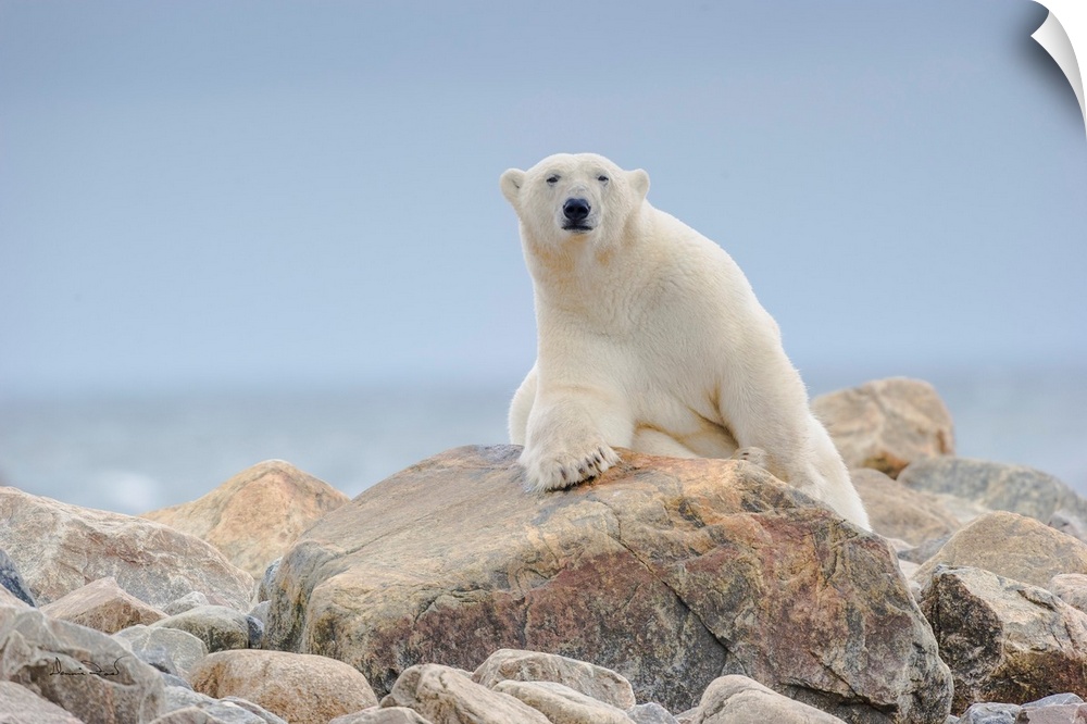 A large male polar bear near a seal kill eyes the photographer warily on the Hudson Bay coast, Manitoba, Canada.