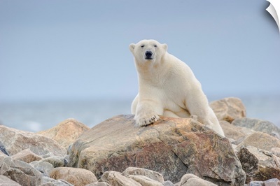 Large Male Polar Bear On Pastel Rocks In Light Fog