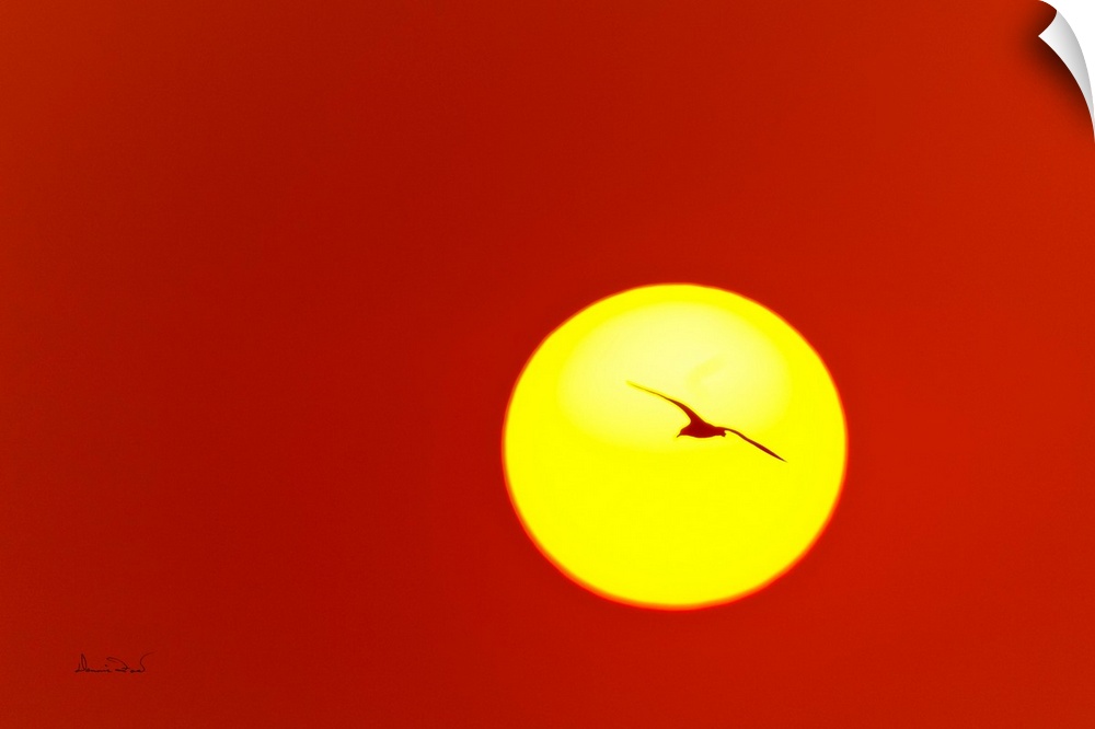 Single shot of a Laughing Gull (Leucophaeus atricilla) silhouette against the morning sun.