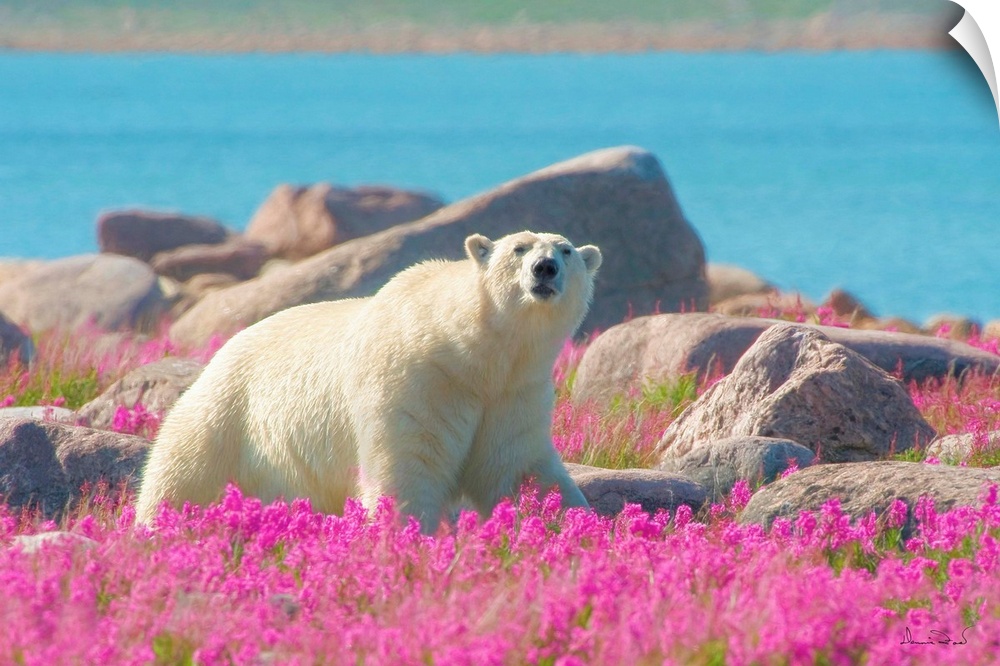 Massive male polar bear (Ursa maritimus) in pink fireweed (Epilobium angustifolium) on an island off the sub-Arctic coast ...
