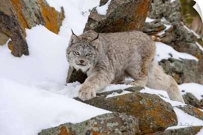 Lynx Stalking Amid Lichen-Covered Rocks