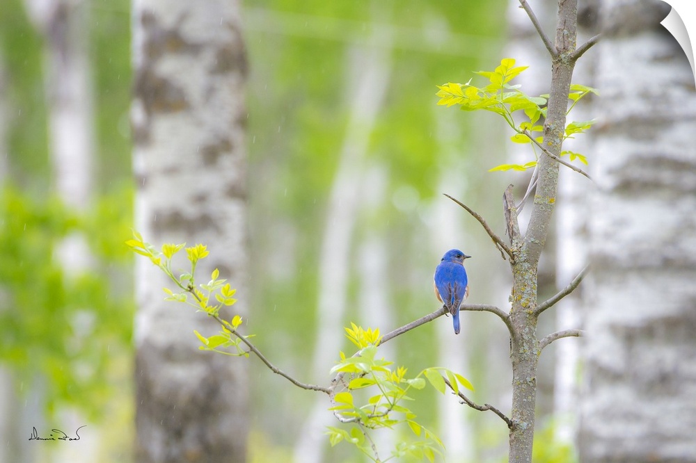 Male eastern bluebird in the rain near its woodland home.