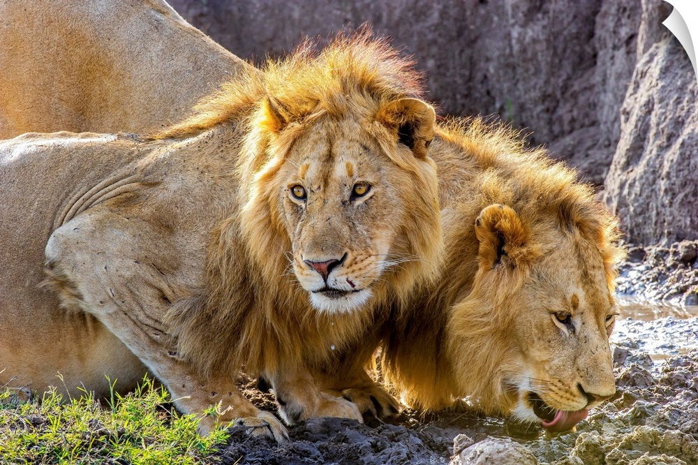 Two male African Lions (Panthera leo) in the Masai Mara, Kenya, quenching their thirst after feeding on a wildebeest.