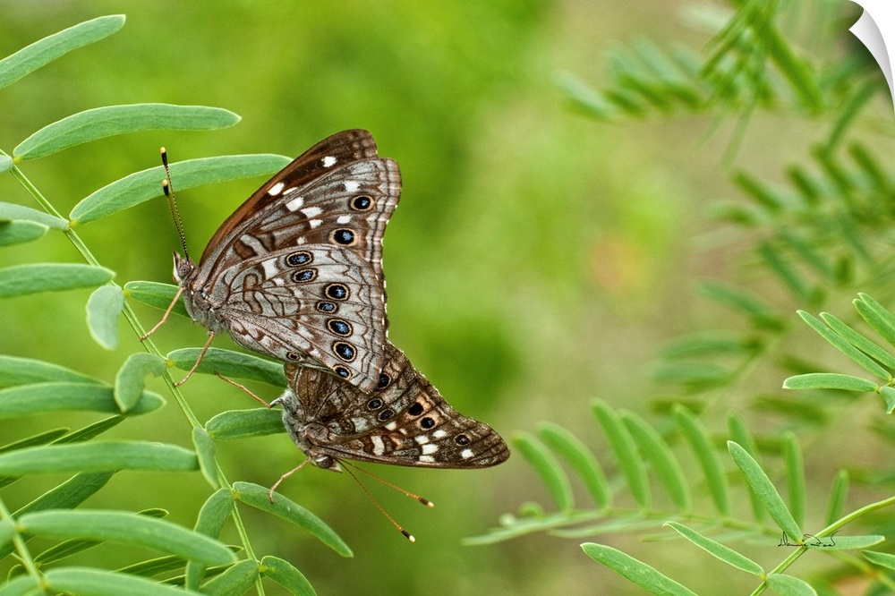 Mating HACKBERRY EMPEROR (Asterocampa celtis) butterflies in Southern Texas, USA.