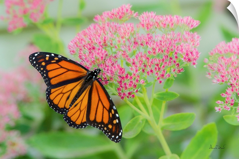 Monarch Butterfly (Danaus plexippus) newly emerged from its crysalis feeding on pink sedum flowers.