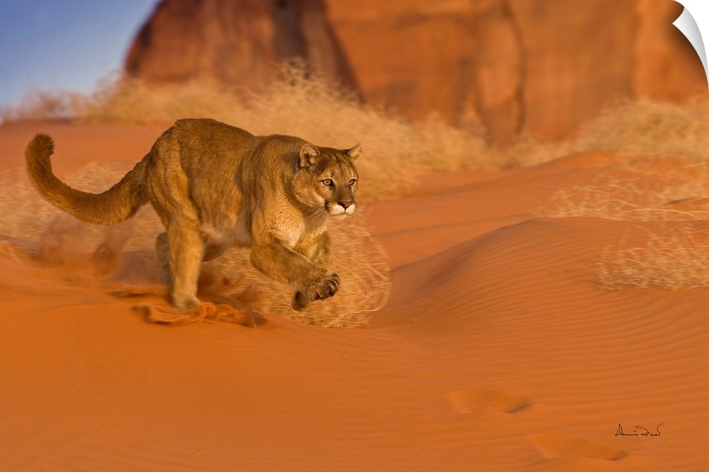 Mountain Lion (Felis concolor) racing through sand in Monument Valley, Arizona, USA.