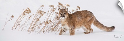 Mountain Lion Cub In Fresh Snow