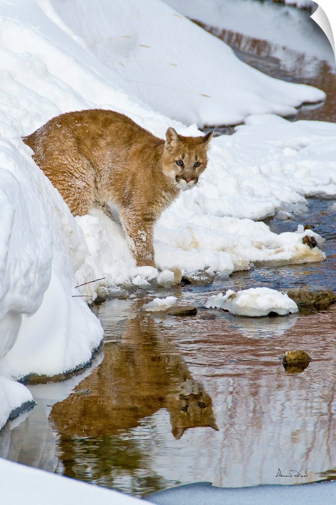 Young Mountain Lion (Felis concolor) cub crossing a stream near Bozeman Montana, USA.