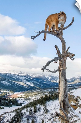Mountain Lion On Dead Tree Perch