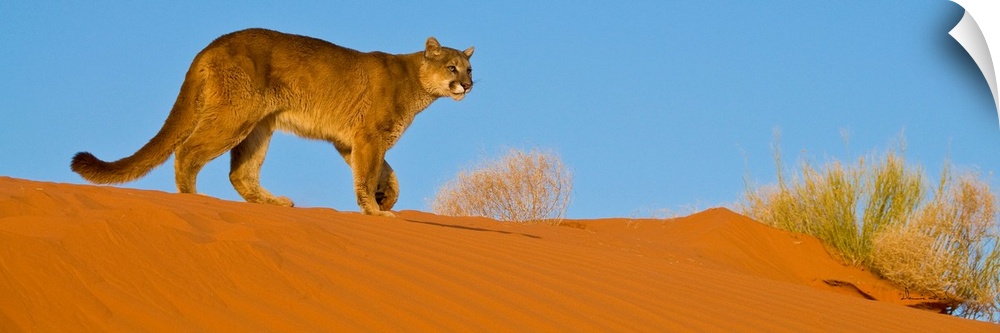 Mountain Lion (Felis concolor) crossing sand dunes in Monument Valley, Arizona, USA.
