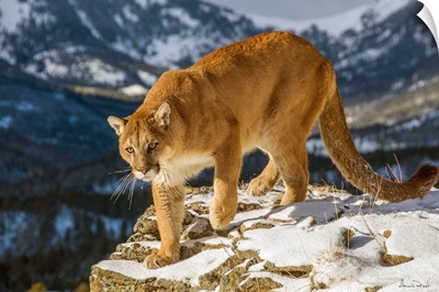 Mountain Lion On Mountain Cliff