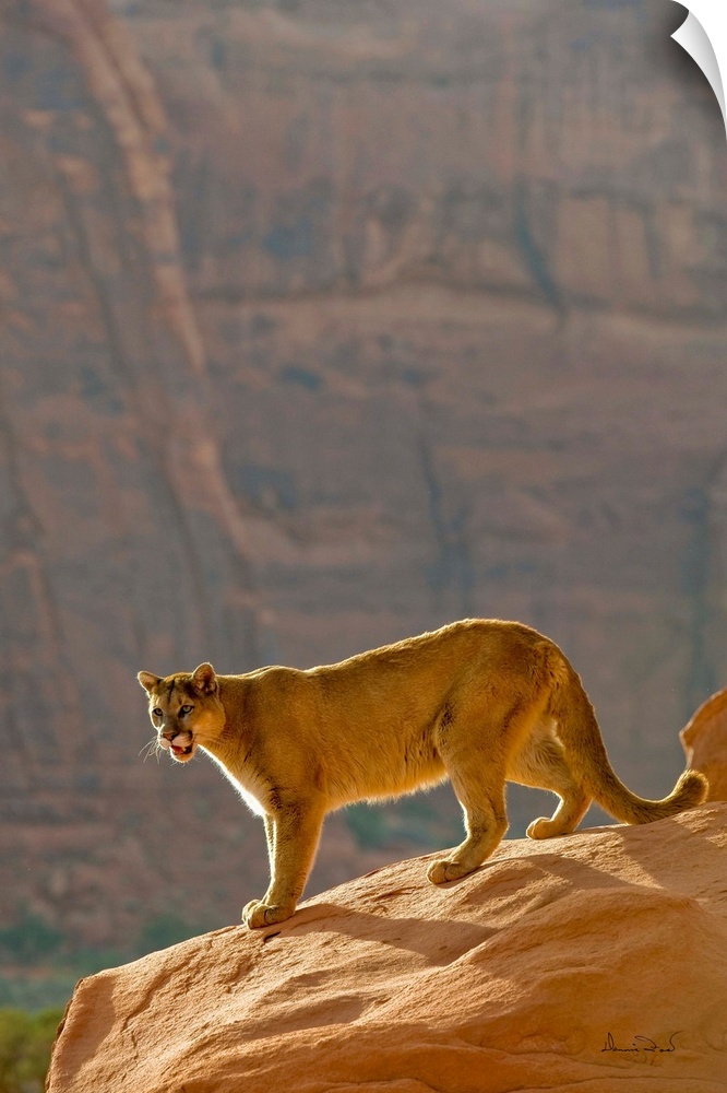 Mountain Lion (Felis concolor) backlit in cliff setting in Monument Valley, Arizona, USA.