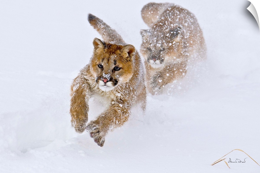 Young Mountain Lion (Felis concolor) cubs chasing in play near Bozeman Montana, USA.