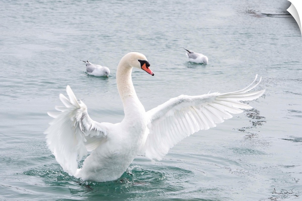 Mute Swan (Cygnus olor) doing a wing flap display in a quiet harbor, Dalhousie Port, Ontario, Canada.