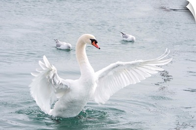Mute Swan In Wing Flap Display