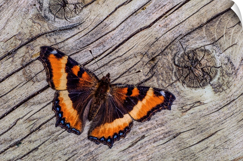 Tortoise Shell Butterfly on weathered wood,  Kleefeld, MB, Canada.