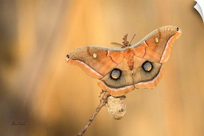 Newly Emergent Polyphemous Moth