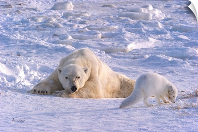 Polar Bear And Arctic Fox Together