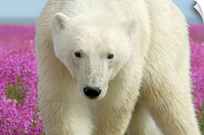 Polar Bear Confrontation Stare