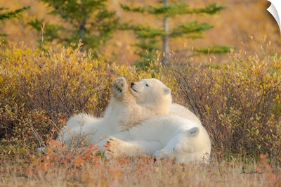 Polar Bear Cub Relaxing On Mother As Pillow