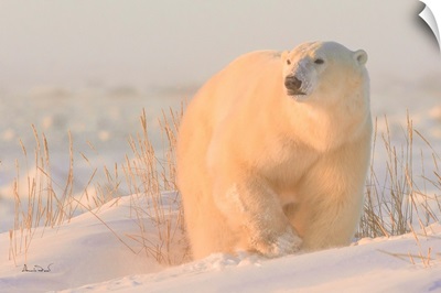 Polar Bear Glowing In Dawn Light