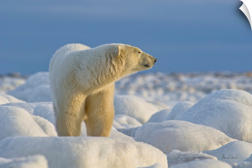 Polar bear on Hudson Bay coast in Manitoba, Canada, in a brilliant setting of ice-covered rocks against a cold blue sky.