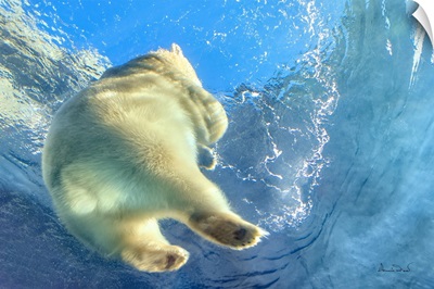 Polar Bear Heading Up For Air, Assiniboine Park Zoo, Winnipeg, Manitoba