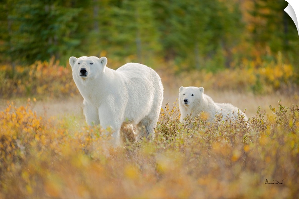 Polar Bear (Ursus maritimus) mother and cub near the  Hudson Bay Coast, Manitoba, Canada, approaching in a gorgeous Fall s...