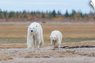 Polar Bear Mother And Cub Approaching On A Gravel Beach In Fall