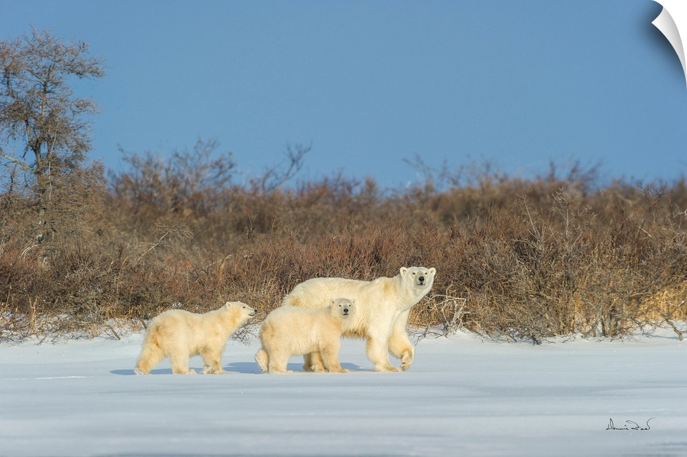 Polar bear mother and cub exploring a tundra lake while waiting for sea ice to form on Hudson Bay, Churchill, Manitoba, Ca...