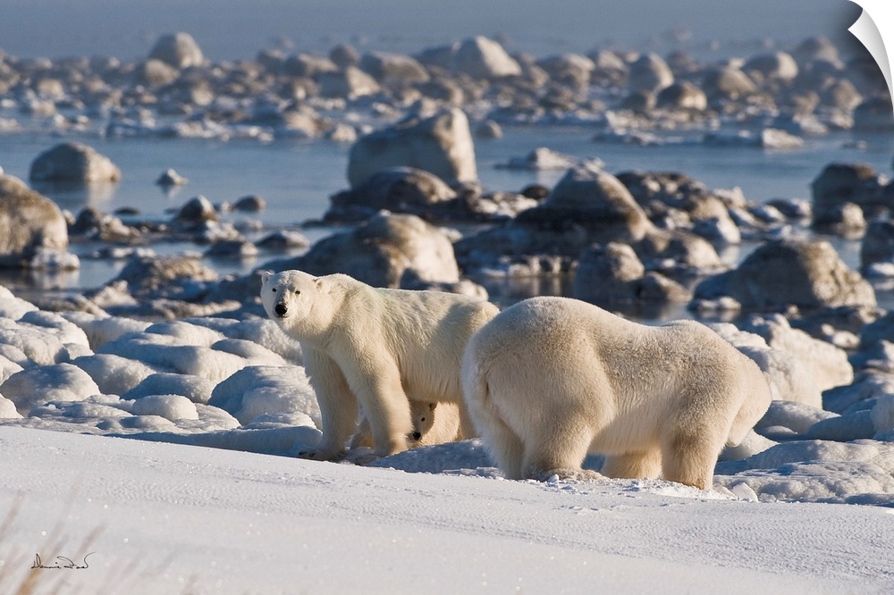Polar Bear (Ursa maritimus) mother defending her cub on sub-Arctic Hudson Bay ice and snow, Churchil, Manitoba, Canada.