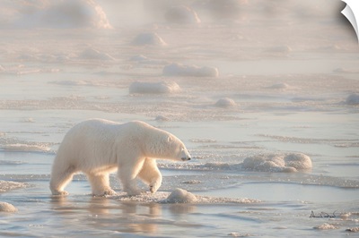 Polar Bear On Foggy Sea Ice Setting